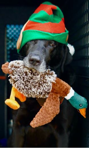 Alphie holds a toy duck while wearing a holiday hat at Southwest Florida International Airport.